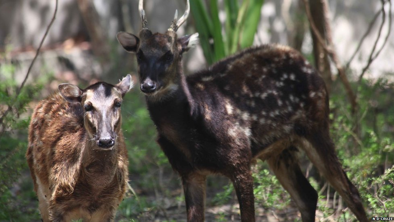 Illustration for article titled Two of the world's rarest mammals photographed for the very first time